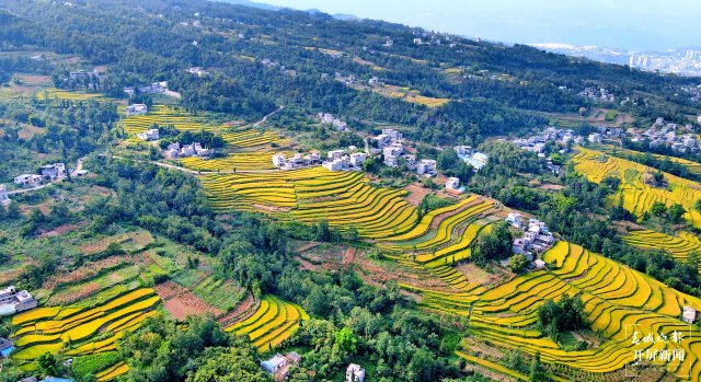 昭通这个地方千亩稻田喜获丰收,风景美如画 (2).jpg