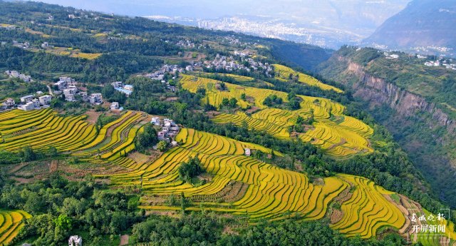 昭通这个地方千亩稻田喜获丰收,风景美如画 (9).jpg