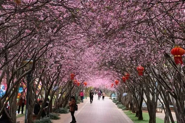 昆明市西华公园移交西山区管理（供图）