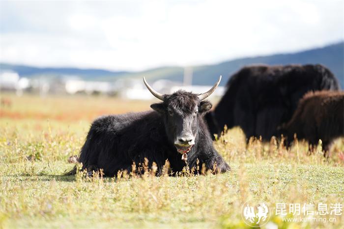 12876ba63242cacfa641948fc72d0f3