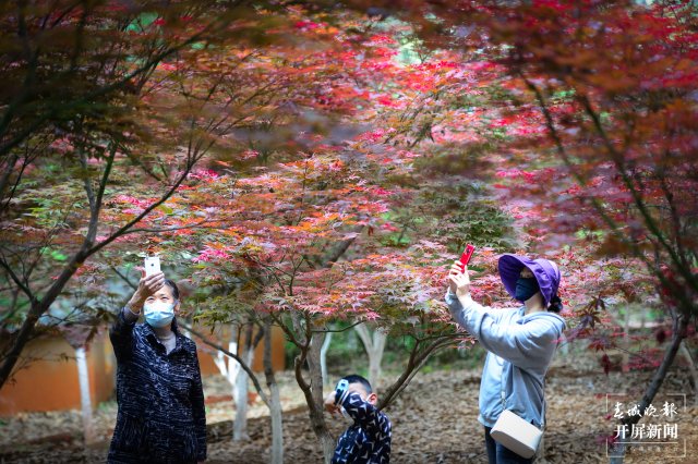 昆明黑龙潭公园出现红枫美景(龙宇丹 摄)