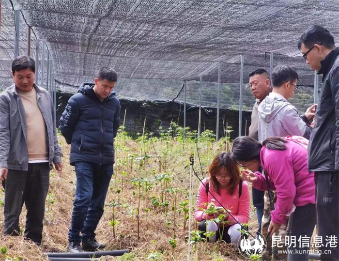 支部党员杨跃仙在大理巍山大仓镇小三家村开展泡核桃的丰产与林下复合经营技术指导与培训 支部党员杨跃仙在大理巍山大仓镇小三家村开展泡核桃的丰产与林下复合经营技术指导与培训