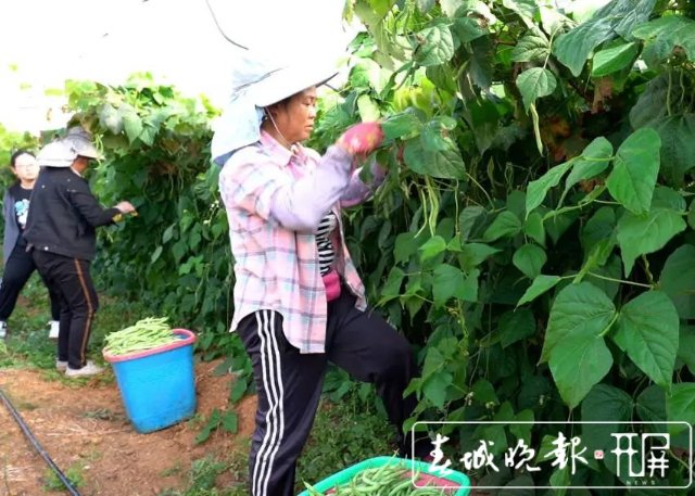 【云南好“丰”景】产值超千万!4454亩无筋豆迎来丰收季 (2).jpg