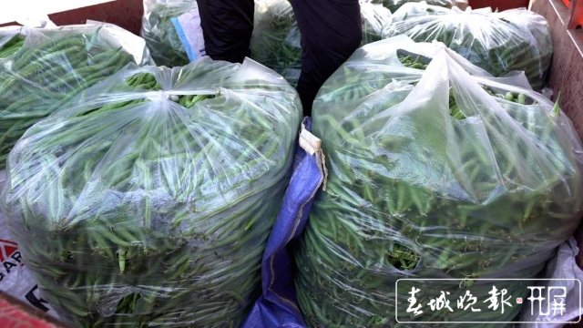 【云南好“丰”景】产值超千万!4454亩无筋豆迎来丰收季 (9).jpg