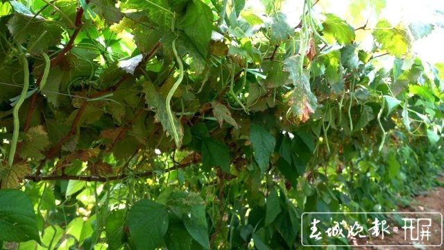 【云南好“丰”景】产值超千万!4454亩无筋豆迎来丰收季 (6).jpg