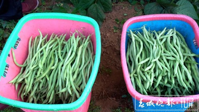 【云南好“丰”景】产值超千万!4454亩无筋豆迎来丰收季 (7).jpg