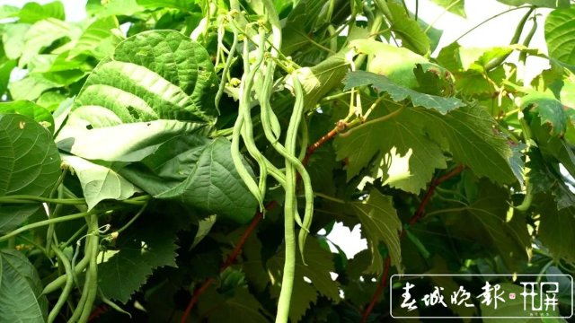 【云南好“丰”景】产值超千万!4454亩无筋豆迎来丰收季 (5).jpg