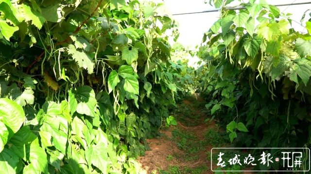 【云南好“丰”景】产值超千万!4454亩无筋豆迎来丰收季.jpg
