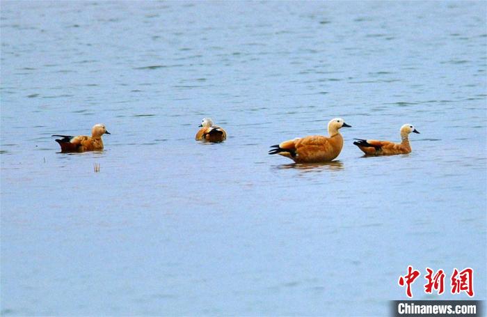 图为10月底，甘肃敦煌党河湿地成群野生黄鸭悠闲地游弋、觅食。　王斌银 摄