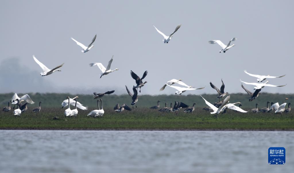 珍爱湿地凝共识 促进合作迎未来——写在《湿地公约》第十四届缔约方大会举办之际 6686体育