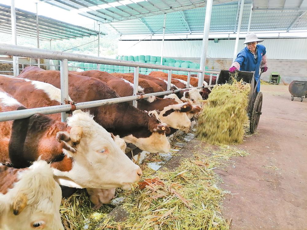 景东董报村肉牛养殖场 云南日报 记者沈浩 摄