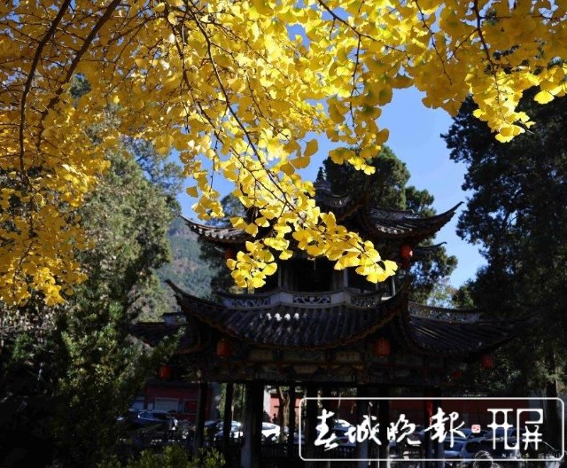 太美!鸡足山上银杏黄~8.jpg