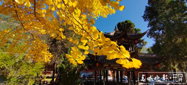 太美!鸡足山上银杏黄~12 (2).jpg