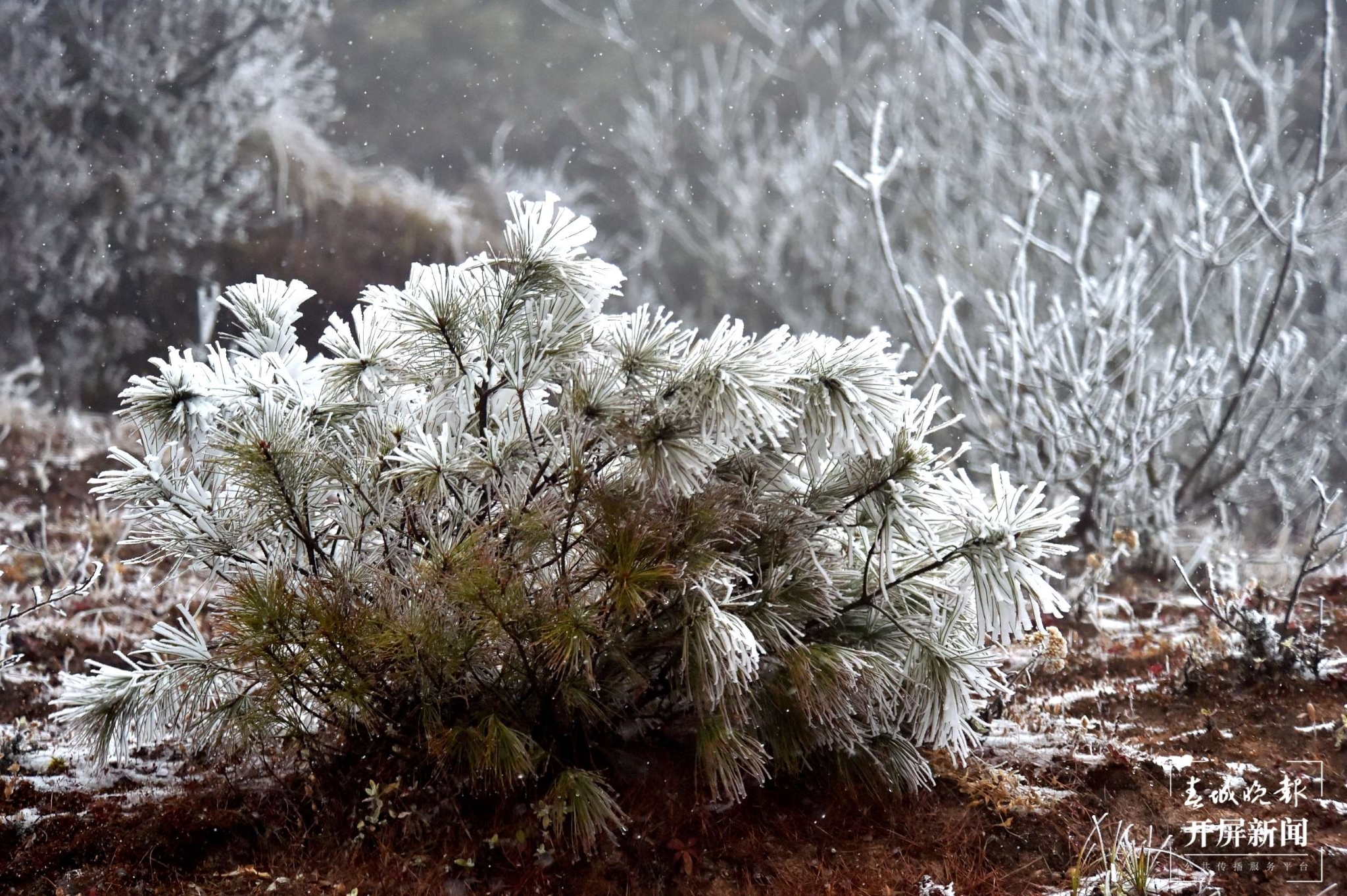 者磨山雾凇奇观,惊艳大理冬日时光! (7).jpg