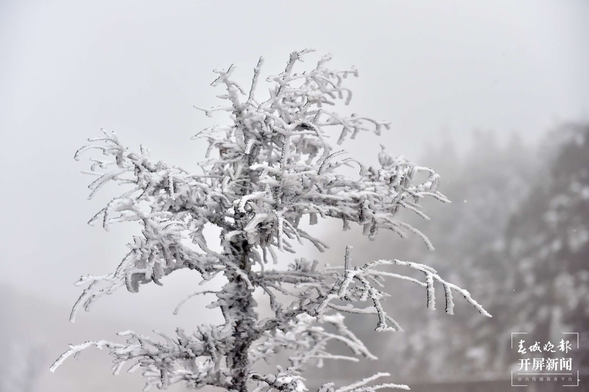 者磨山雾凇奇观,惊艳大理冬日时光! (5).jpg