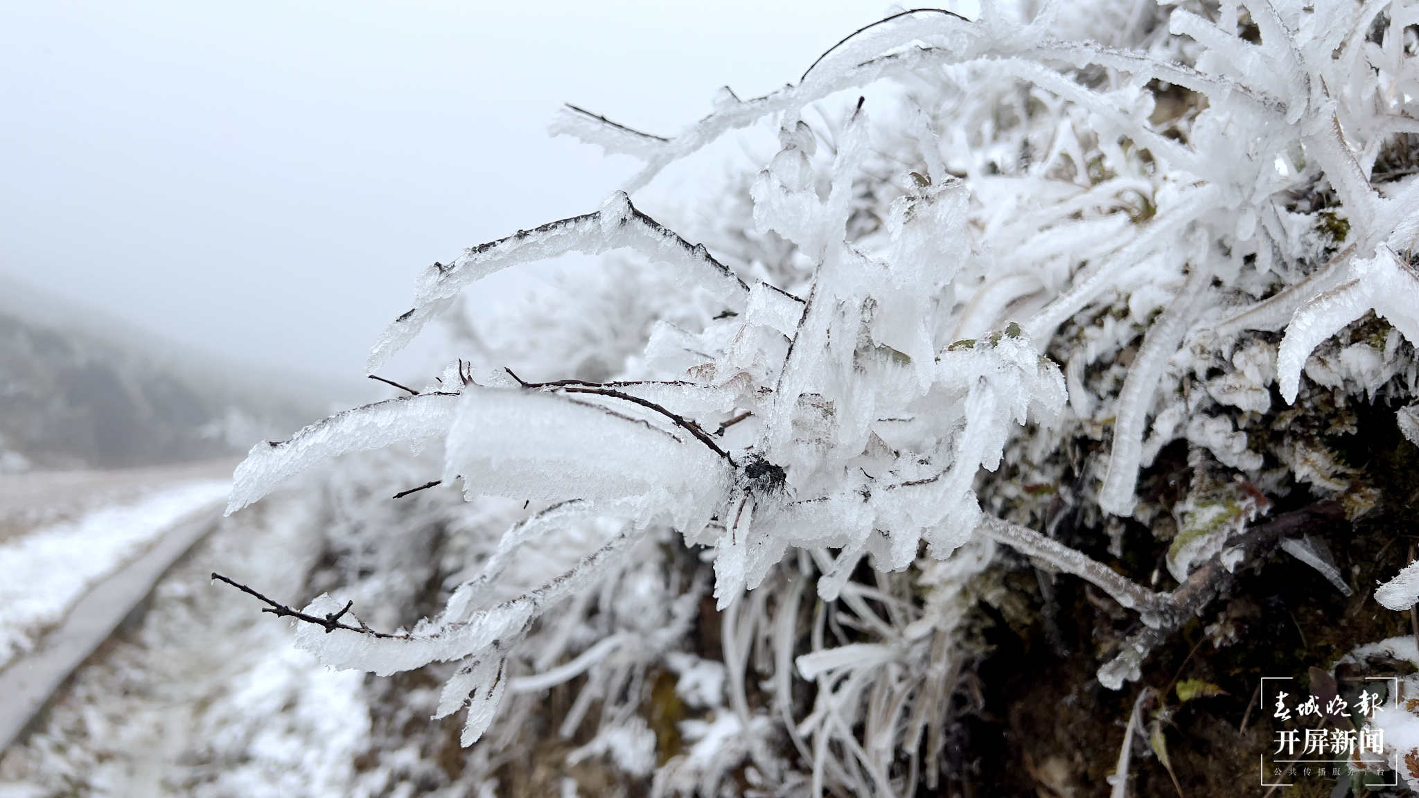 者磨山雾凇奇观,惊艳大理冬日时光! (5).png