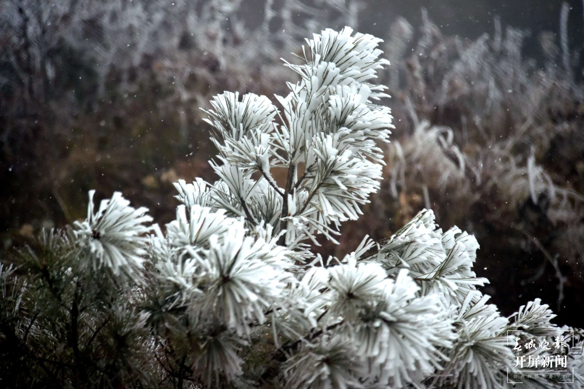 者磨山雾凇奇观,惊艳大理冬日时光! (12).jpg