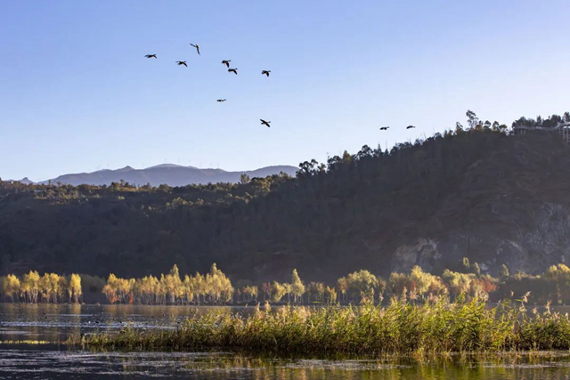 白鹭 杨灿华 摄