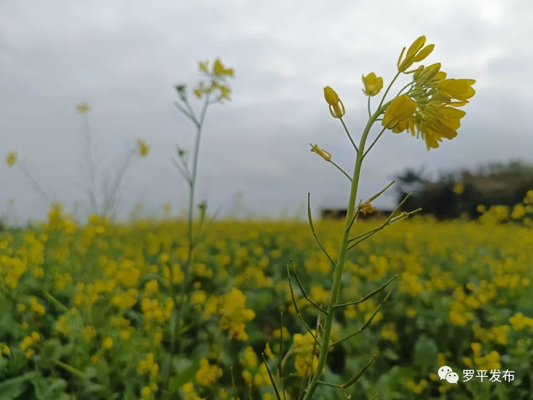 微信图片_20221222084132.jpg 图片