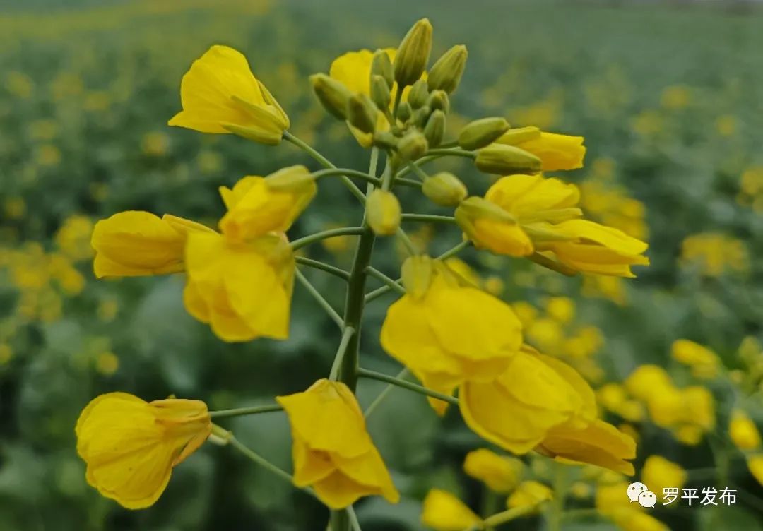 微信图片_20221222084322.jpg 图片