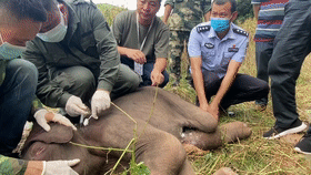 惊险追捕、护人护象,这是他们的戍边生活