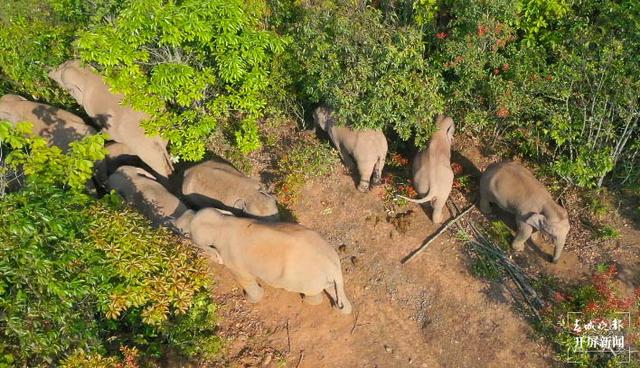 17头亚洲象进入元江(记者 李春丽 通讯员 杨红艳 季永鹏 董艳 王高华(文)何松阳 靳浩(图))