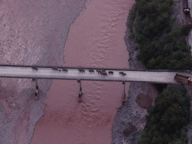 云南北移亚洲象群14只大象已跨越元江(供图)