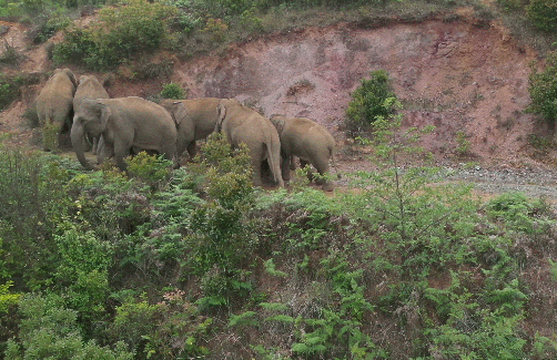 亚洲象(图源:云南发布)