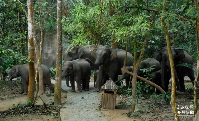 第一站:西双版纳,与亚洲象不期而遇