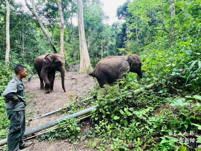 救护亚洲象!守护“象”往的生活 春城晚报-开屏新闻记者 林舒佳 摄影报道4.jpg