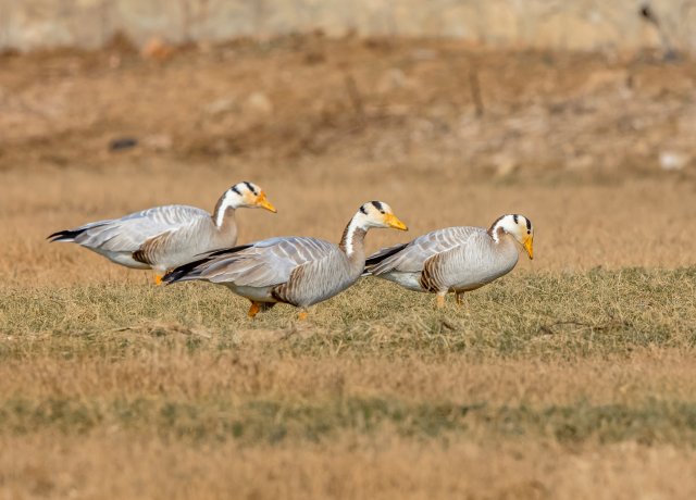 斑头雁 国家三有保护鸟类 拍摄:王智斌.jpg