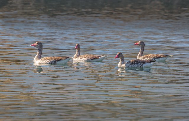 灰雁 国家三有保护鸟类 拍摄:王智斌.jpg