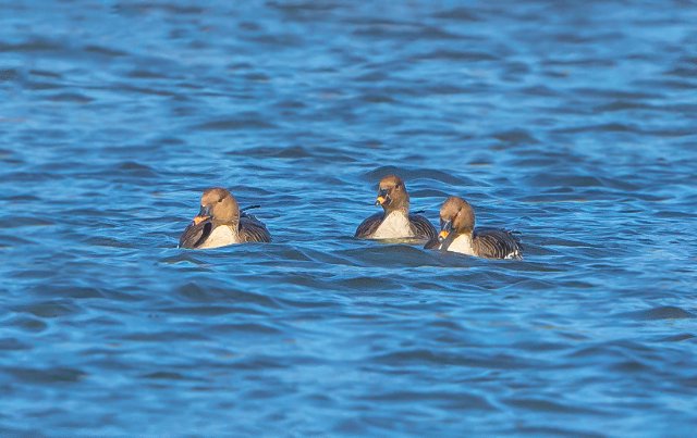 短嘴豆雁 国家三有保护鸟类 拍摄:王智斌.jpg