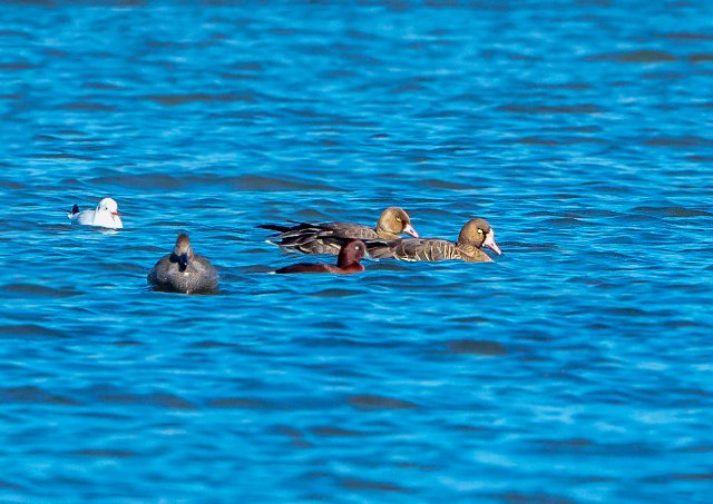白额雁 国家二级保护鸟类 拍摄:王智斌.jpg