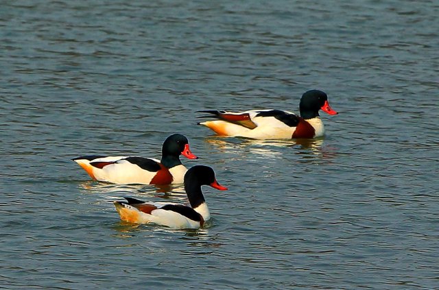 翘鼻麻鸭 国家三有保护 拍摄:王智斌.JPG