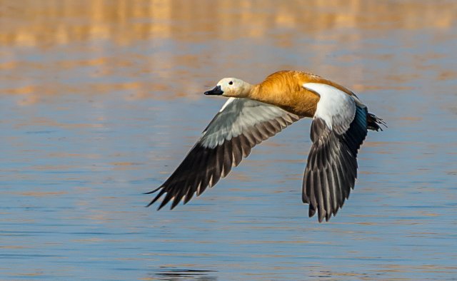赤麻鸭 国家三有保护鸟类 拍摄:王智斌.jpg