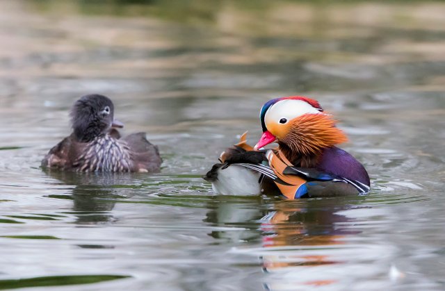 鸳鸯 国家二级保护鸟类 拍摄:王智斌.jpg