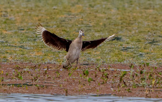 棉凫 国家二级保护鸟类 拍摄:王智斌.jpg