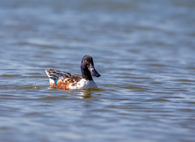 琵嘴鸭 国家三有保护鸟类 拍摄:王智斌.jpg