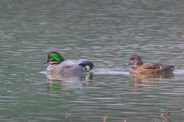 罗纹鸭 国家三有保护鸟类 拍摄:王智斌.jpg