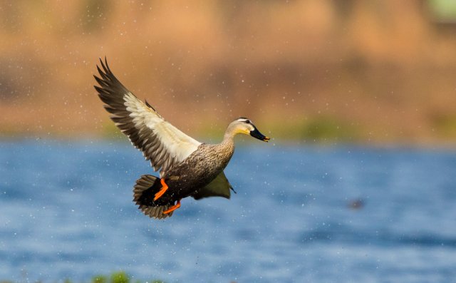 斑嘴鸭 国家三有保护鸟类 拍摄:王智斌.jpg