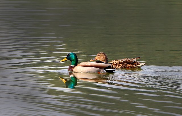 绿头鸭 国家三有保护鸟类 拍摄:王智斌.jpg