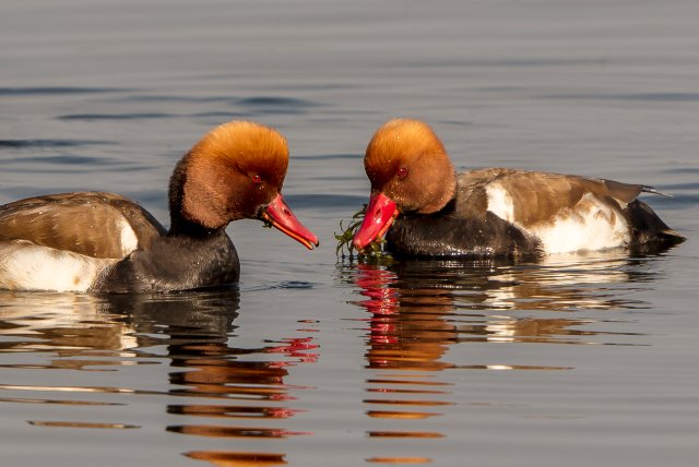 赤嘴潜鸭 国家三有保护鸟类 拍摄:王智斌.jpg