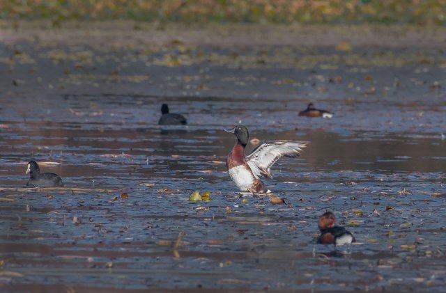 青头潜鸭 国际一级保护鸟类 拍摄:刘强.jpg