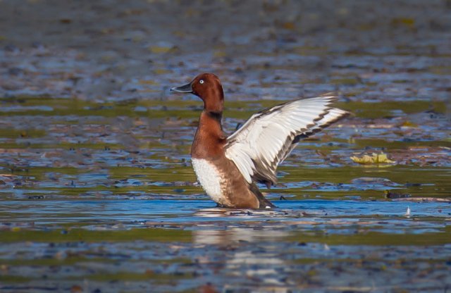 白眼潜鸭 国家三有保护鸟类 拍摄:刘强.jpg