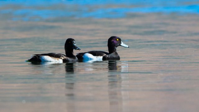 凤头潜鸭 国家三有保护鸟类 拍摄:王智斌.jpg