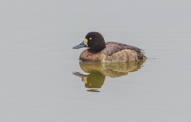 斑背潜鸭 国家三有保护鸟类 拍摄:王智斌.jpg