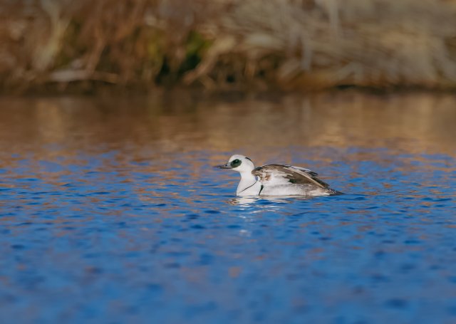 白秋沙鸭 国家二级保护鸟类 拍摄:刘强.jpg