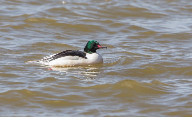 普通秋沙鸭 国家三有保护鸟类 拍摄:王智斌.jpg