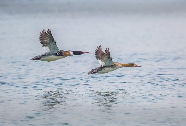 红胸秋沙鸭 国家三有保护鸟类 拍摄:王智斌.jpg